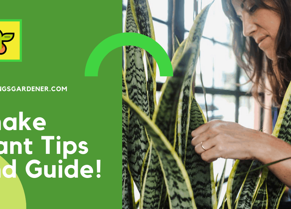 Superb Facts and Guide Reviving Snake Plant 2021!