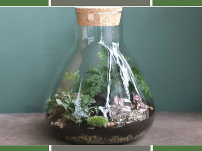 Terrarium for jade plant 1