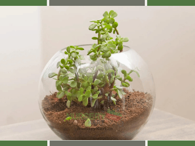 Terrarium for jade plant