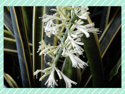 Do snake plants flower?