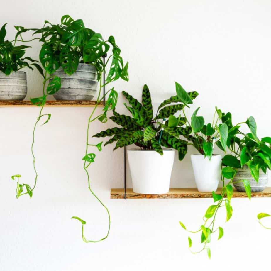 Best 10 Slow Growing Indoor Plants for No Fuss Gardening at Home!