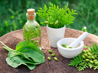 Jade plant as medicine