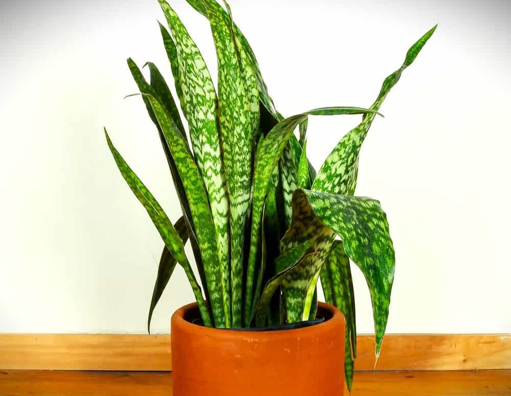 Jaboa Snake Plant: Another Best Rare Plant to Add to your Collection (2022)