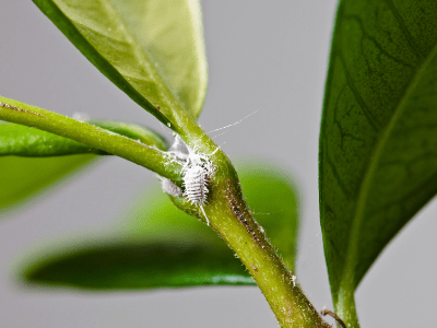 Mealybug 3