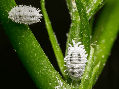 Mealybug