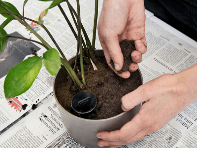 Repotting snake plant 2