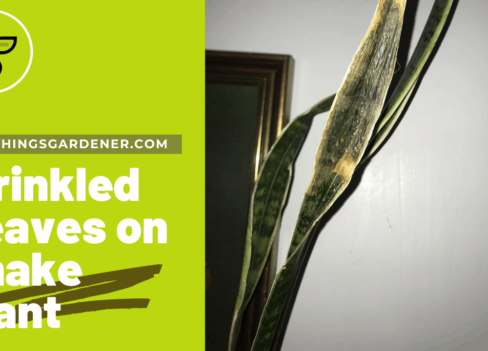 Superb Amazing Facts Of What Causing Wrinkled Leaves On My Snake Plants?#2 (2021)