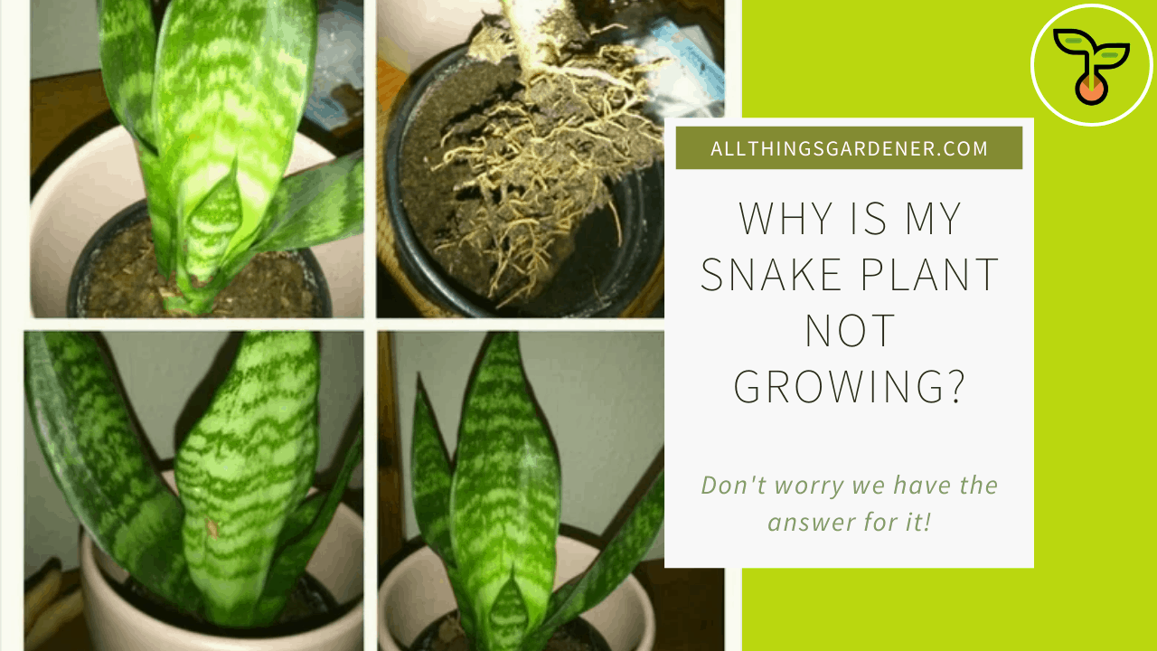 Snake plant not growing 1
