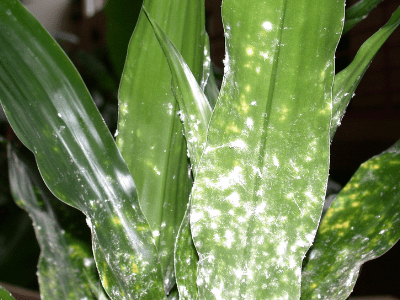 Snake plant attract snakes 1