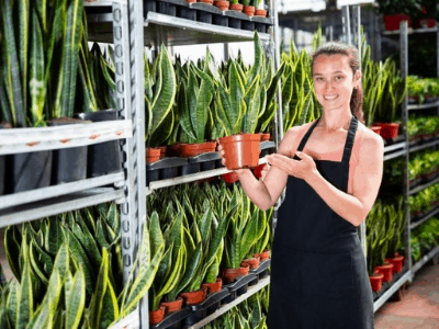 Choosing snake plant 3