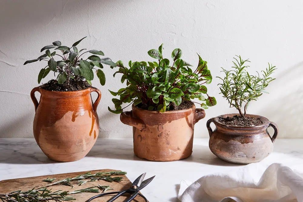 10 Vegetables That Thrive in Pots, No Garden Required