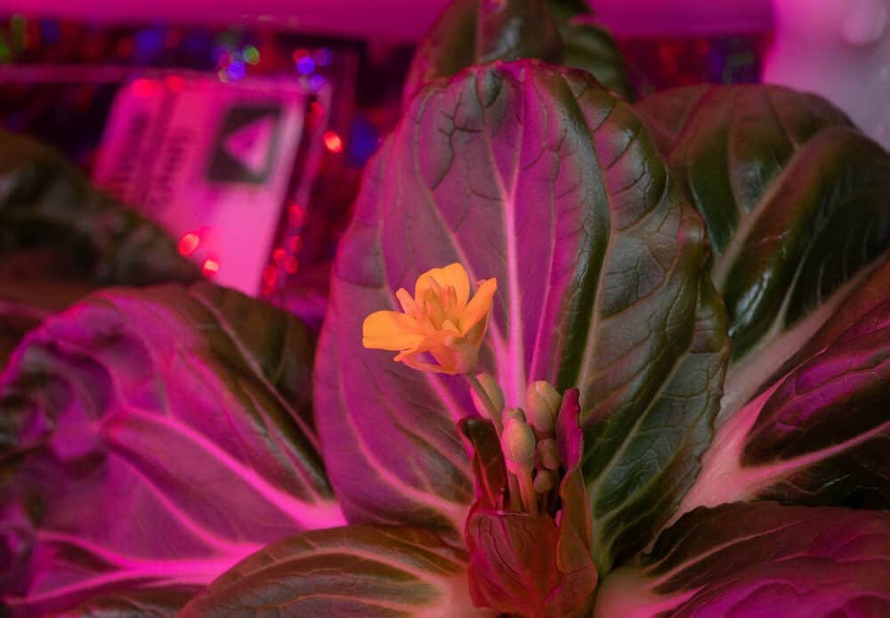 Constant Gardening on the Space Station