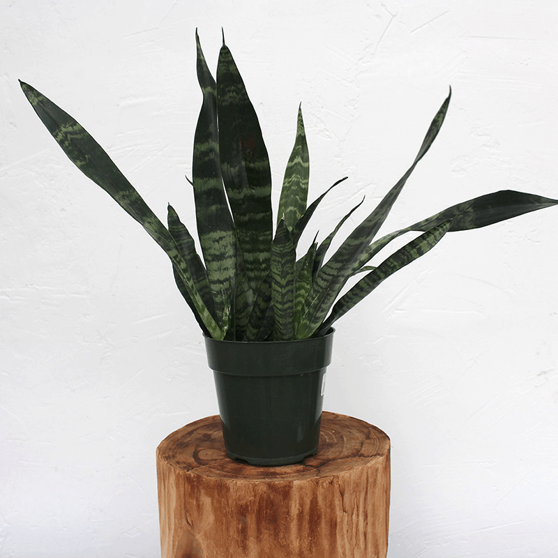 Black coral snake plant 1