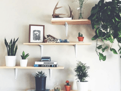 5 Superb Amazing Tips For Indoor Jade: Good Succulent Choices for Indoor 2021 1 indoor jade
