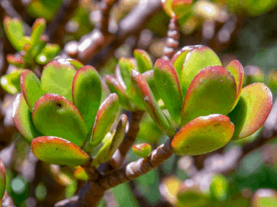 Jade plant as medicine 4