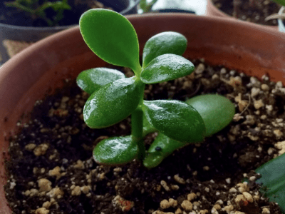 Jade plant as medicine 5