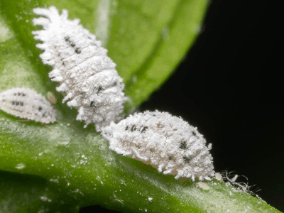 Mealybug 2