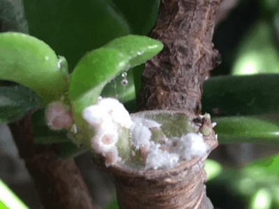 Growing jade 5