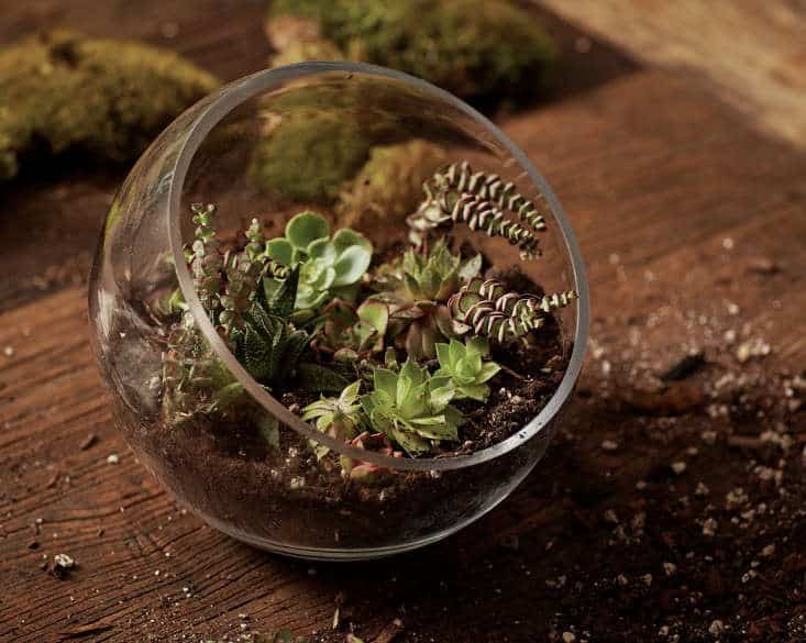 The Best Terrarium for Jade Plant: What You’ve Missed on Jade Plant 2021