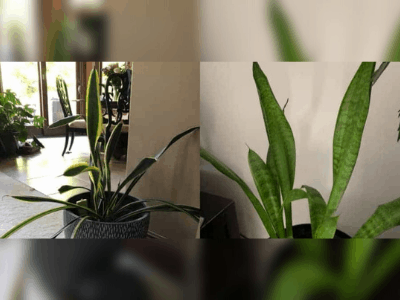 snake plant overwatered