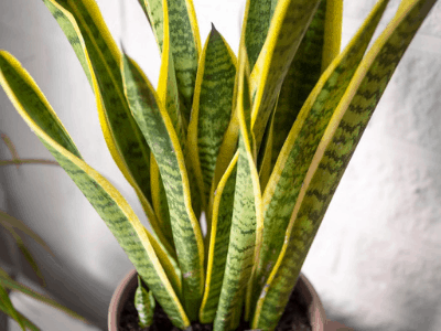 Choosing snake plant