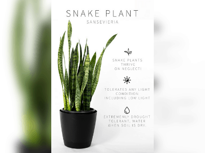 Choosing snake plant 3