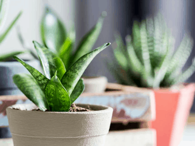 Choosing snake plant 2