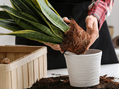 Choosing snake plant 5