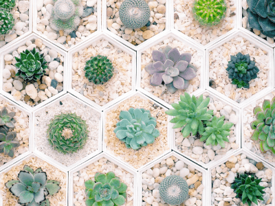 Top 5 Picks Of The Best Indoor Flowering Succulents For Decorating Your Home