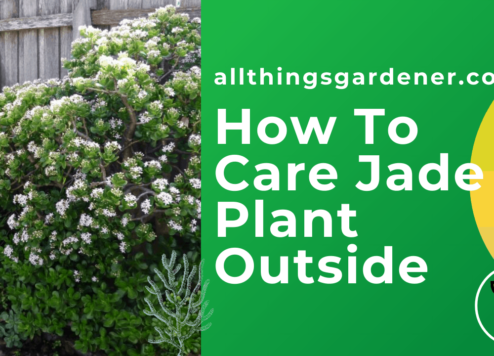 How to care for a Jade Plant outside? Presents you 7 (seven) essential instructions!