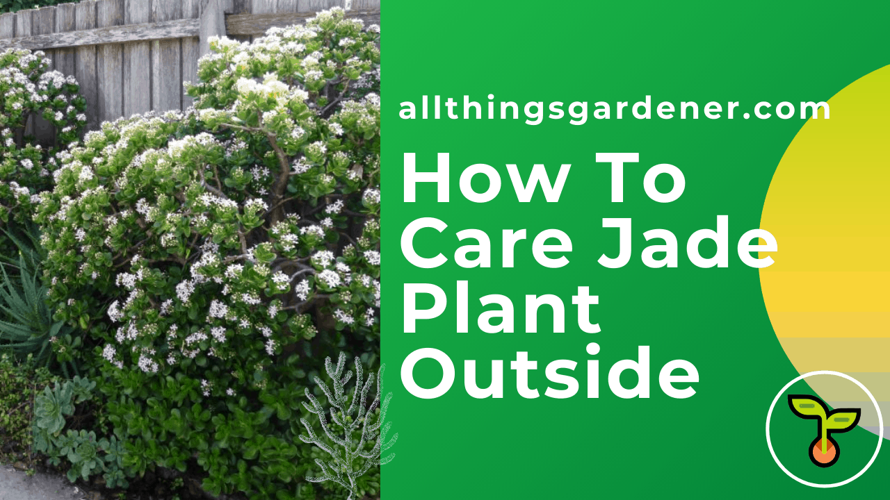 How to care for a jade plant outside? 1