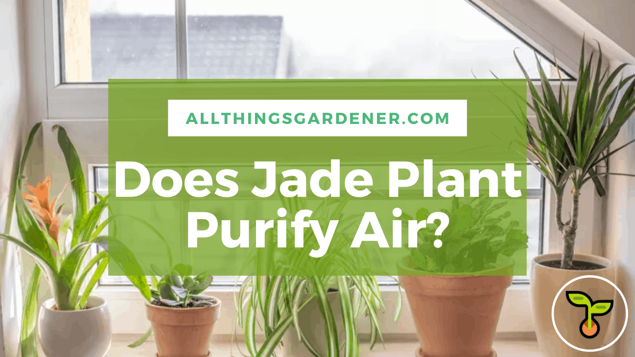 Does jade plant purify air? 1