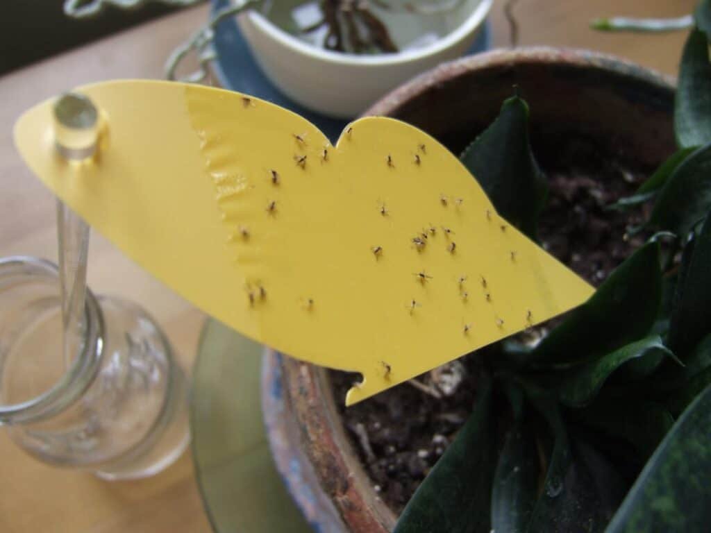 Plant leaves turning black 4