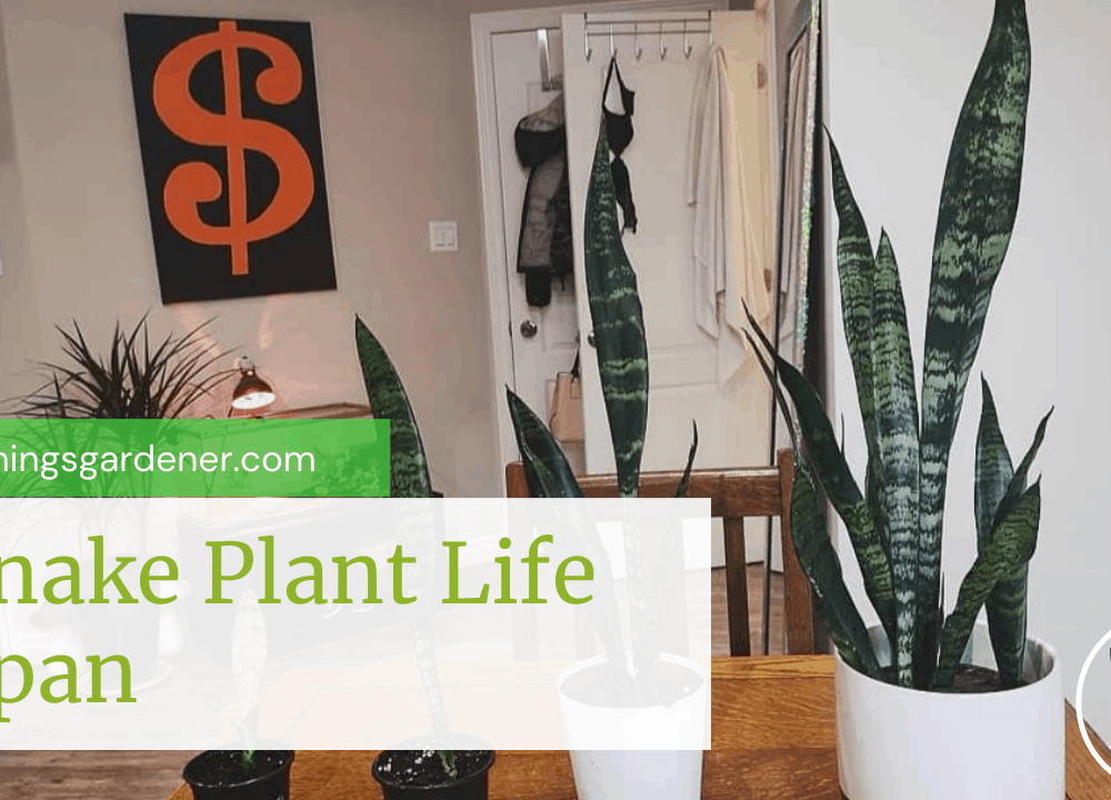 Superb Amazing Facts About Snake Plant Life Span (2021)