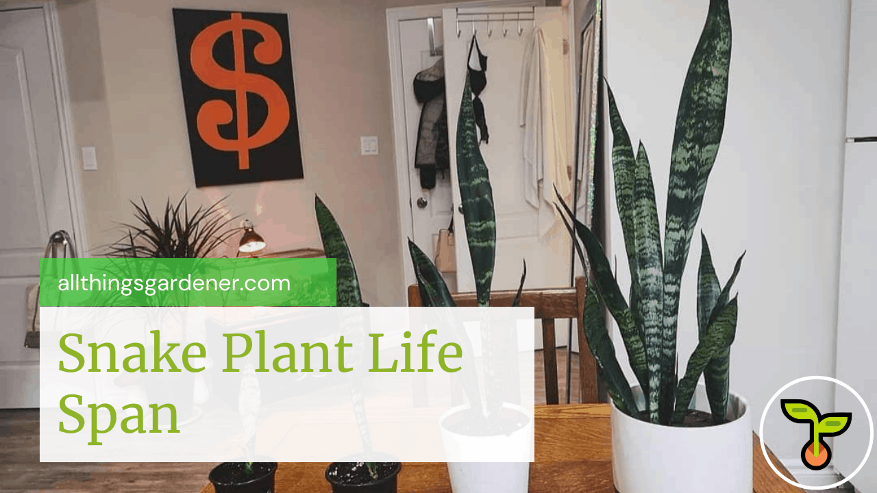 Snake plant life span 1