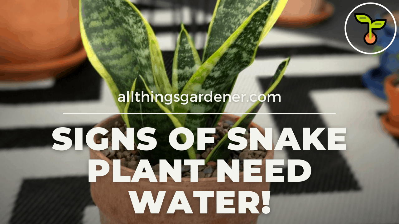 Snake plant need water 1