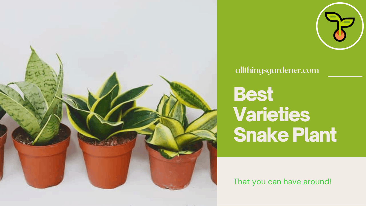 Snake plant varieties 1