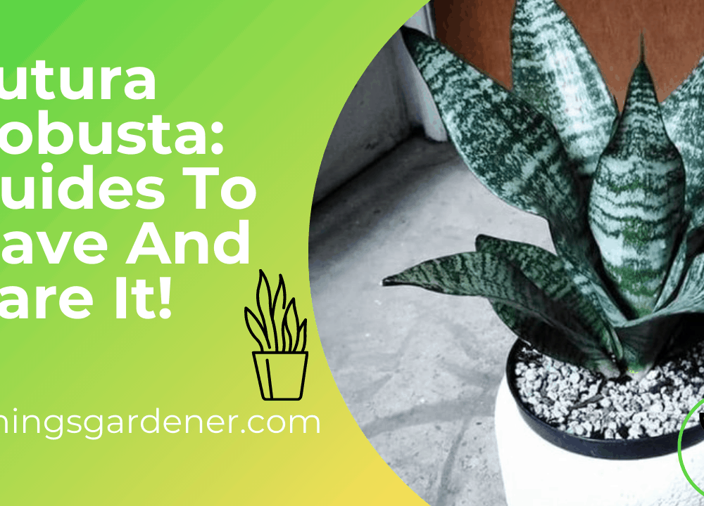 Superb Amazing Tips Caring Futura Robusta Snake Plant in 2021