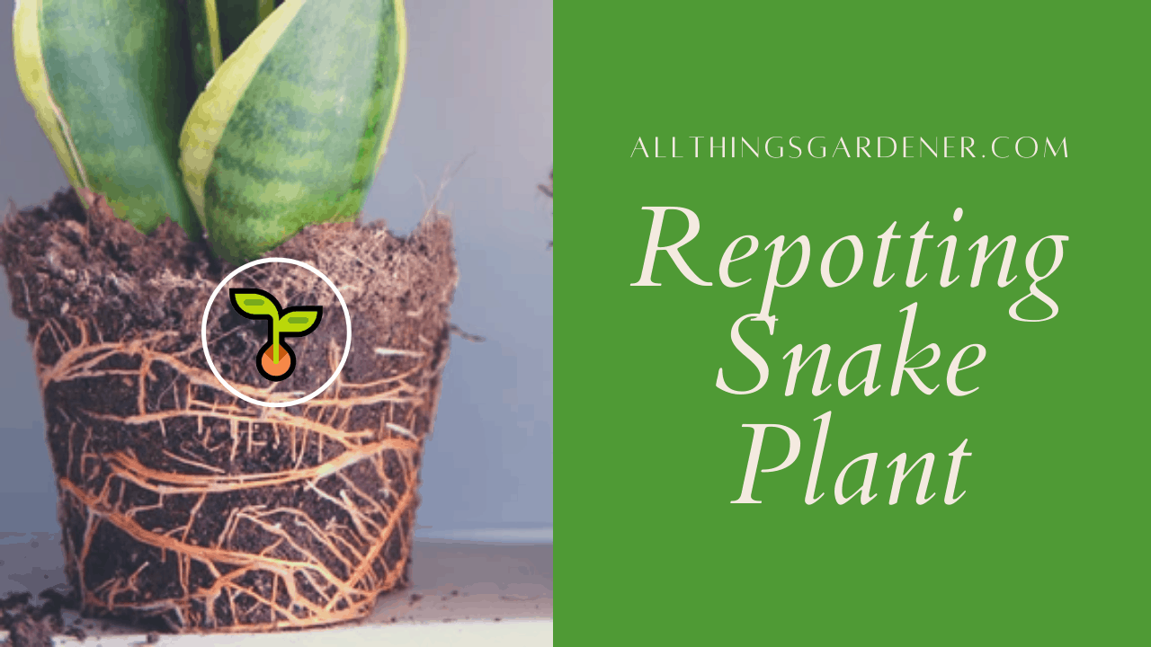 Repotting snake plant 1