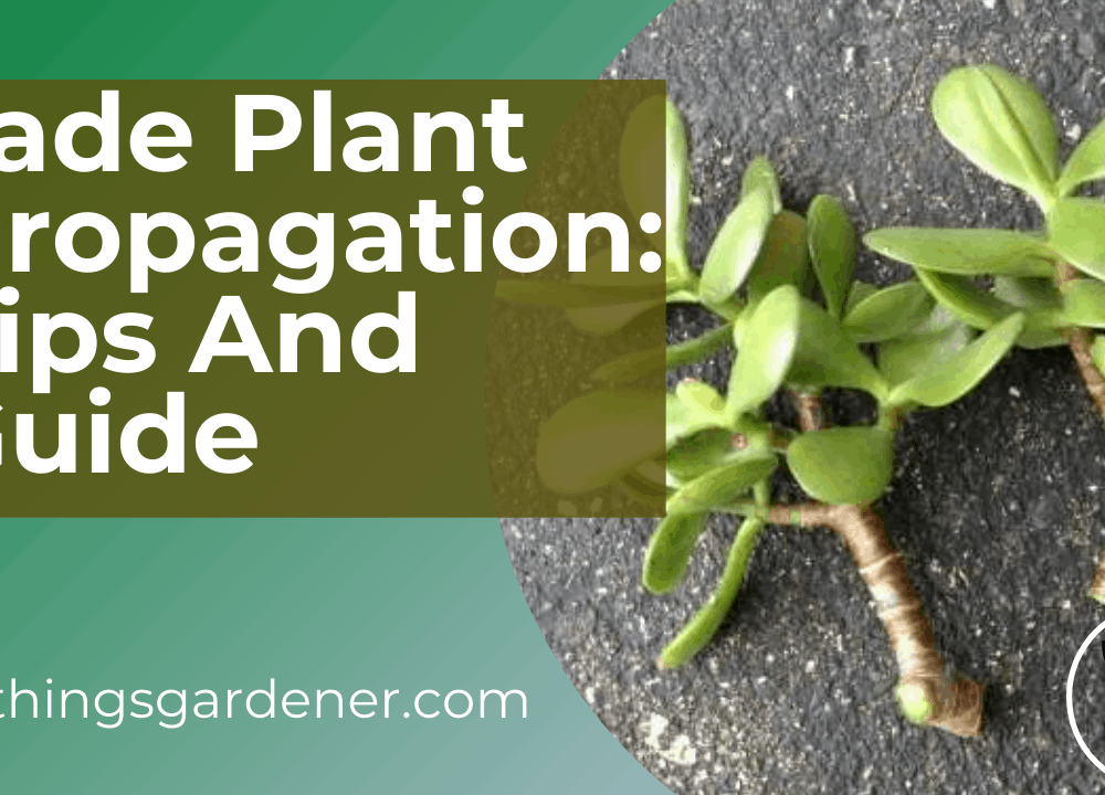 Superb Amazing Guide Jade Plant Propagation: Simplified List (2021)