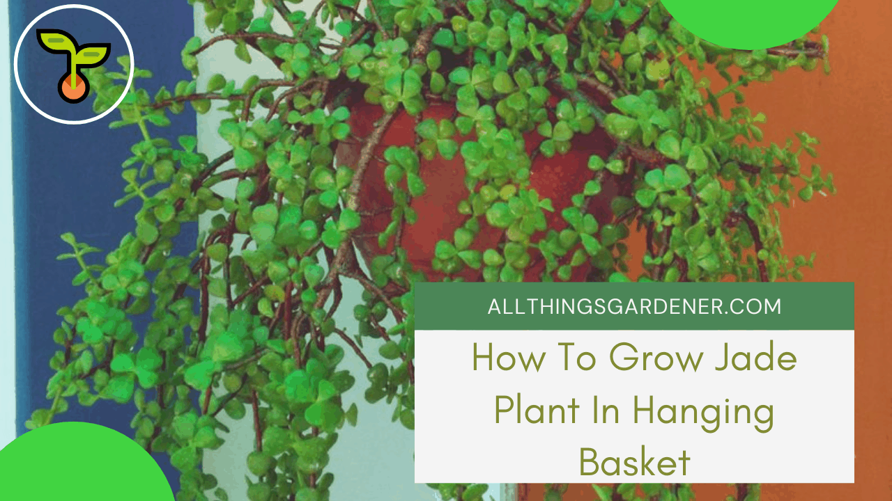 Grow jade in hanging basket 1
