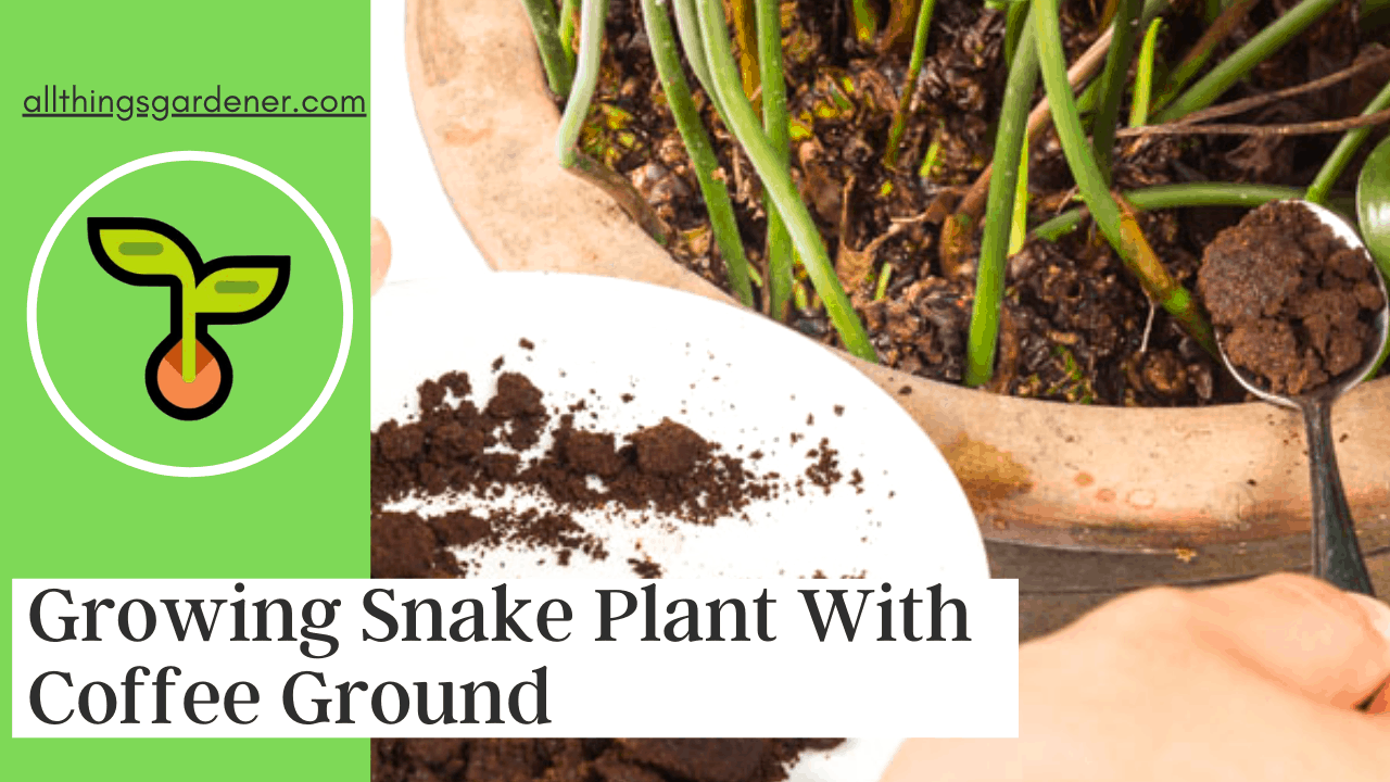 Growing snake plant with coffee ground 1
