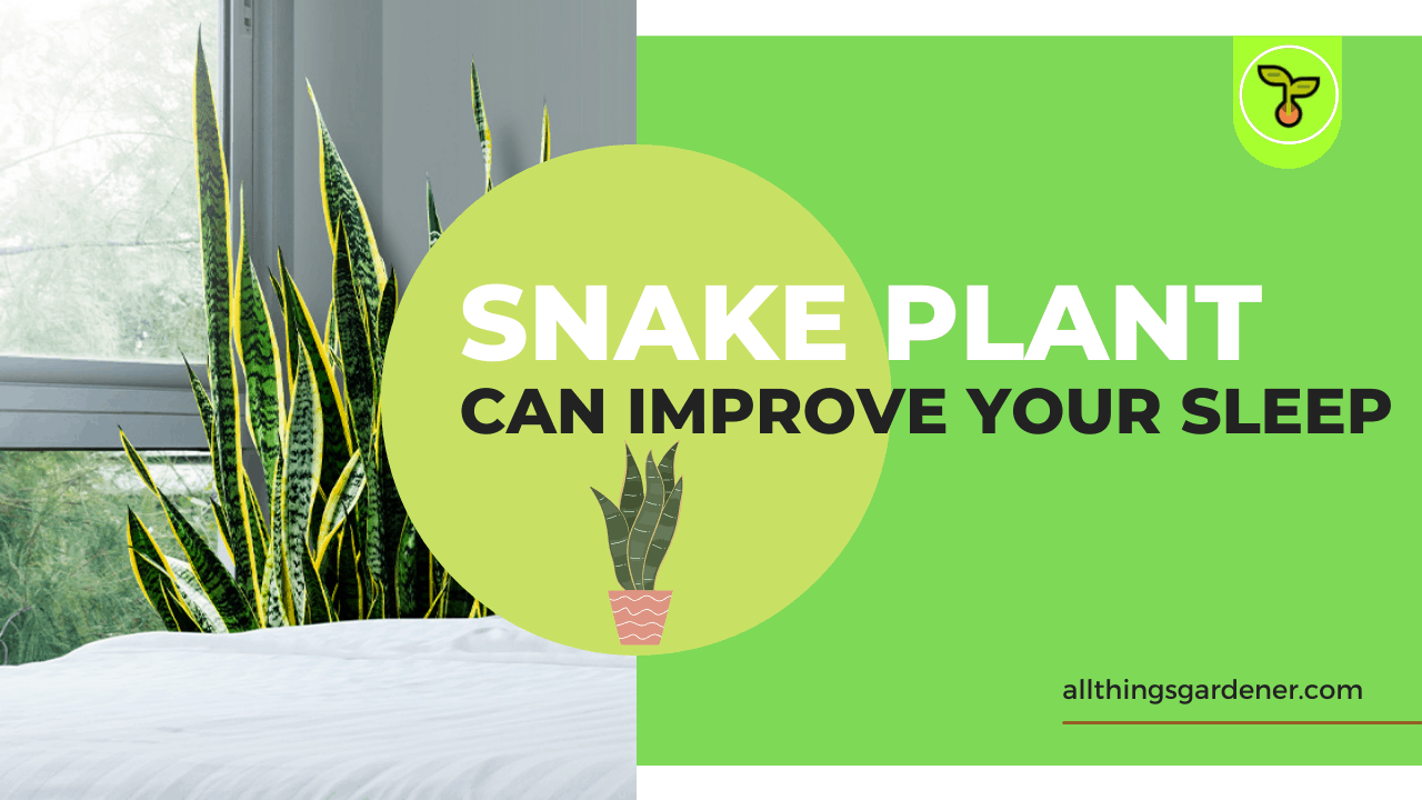 Snake plant improve sleep 1