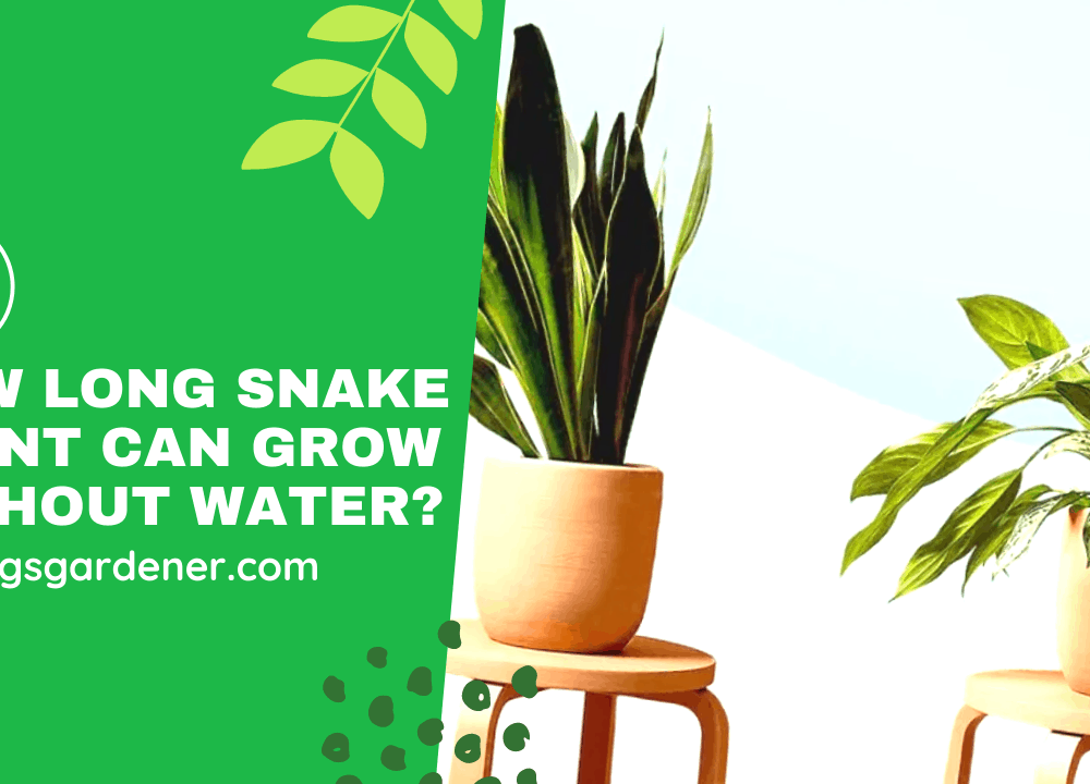 superb-amazing-facts-about-how-long-can-snake-plant-survive-without