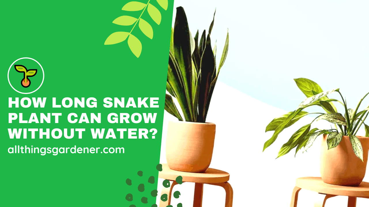 Snake plant survive without water 1