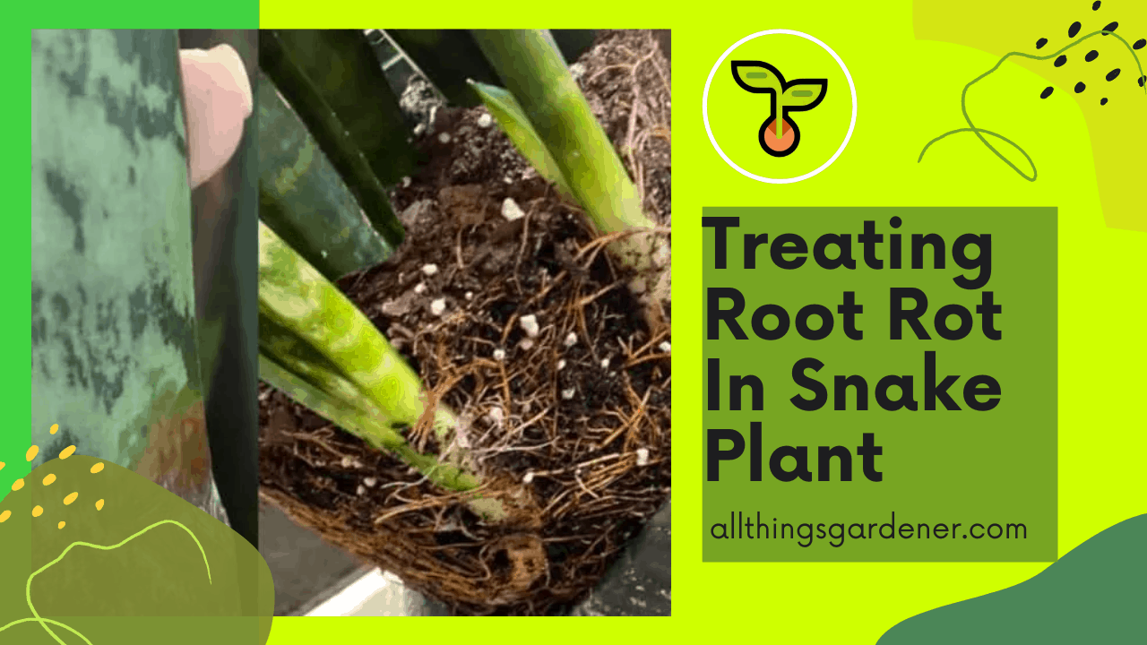 Root rot 1
