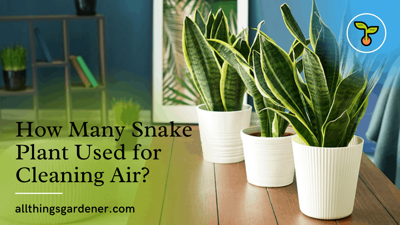 Snake plant used for cleaning air 1