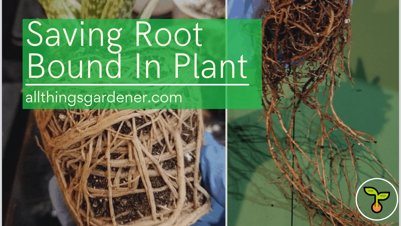 Root bound 1