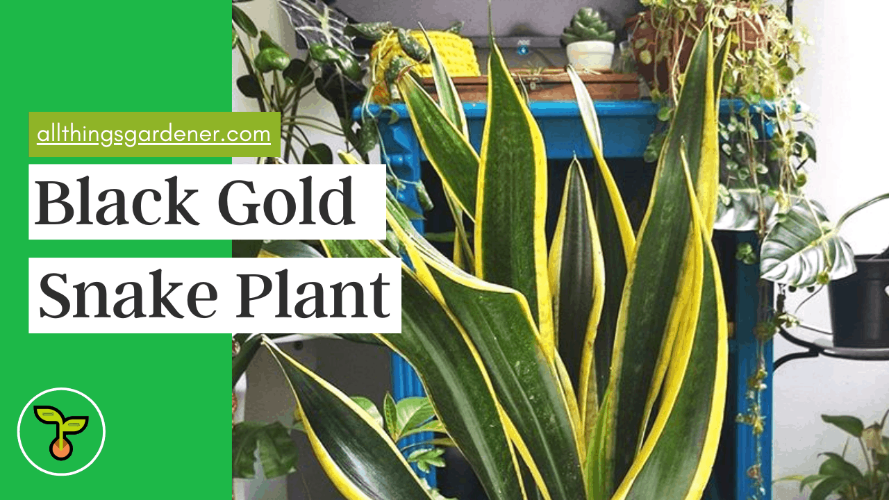 Black gold snake plant 1