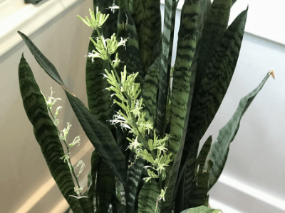 Snake plant 3